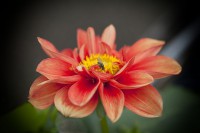 /album/fotogaleria-fotografia-macro/gfgf-640x480-jpg/